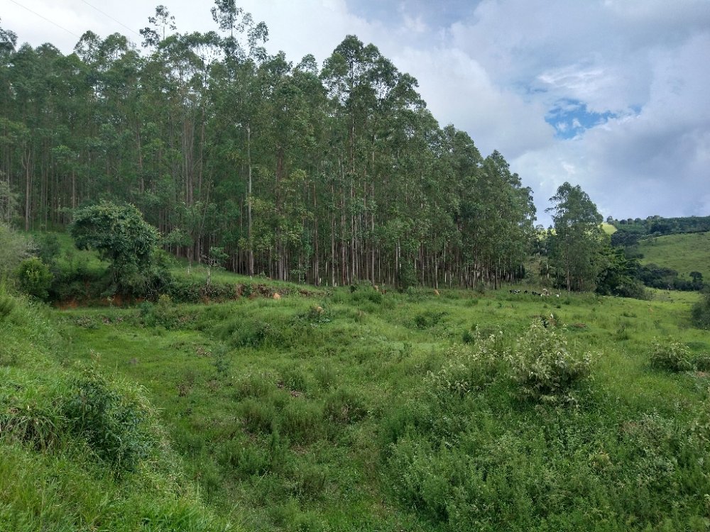 Stio - Venda - Zona Rural - Borda da Mata - MG